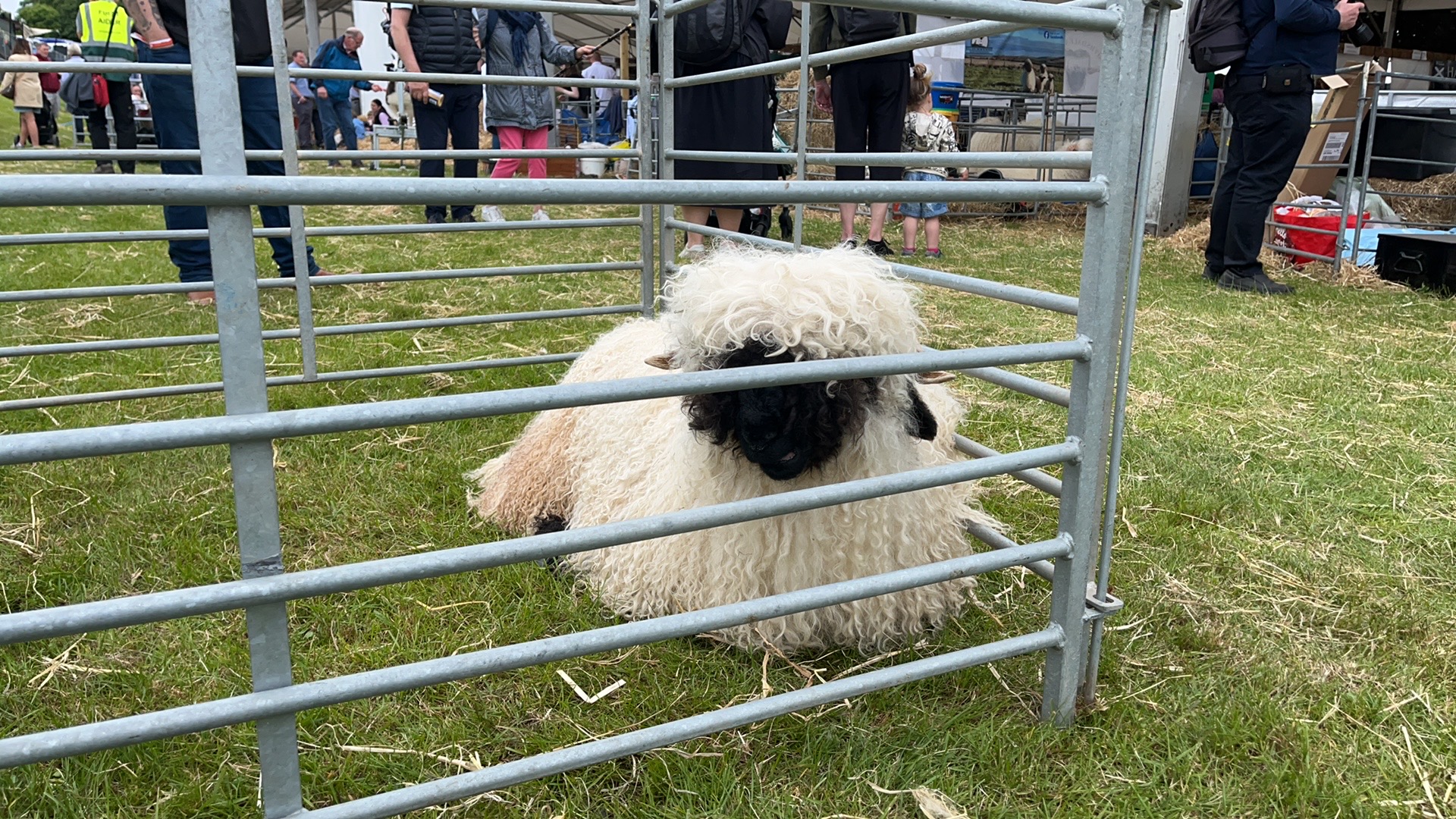 sheep