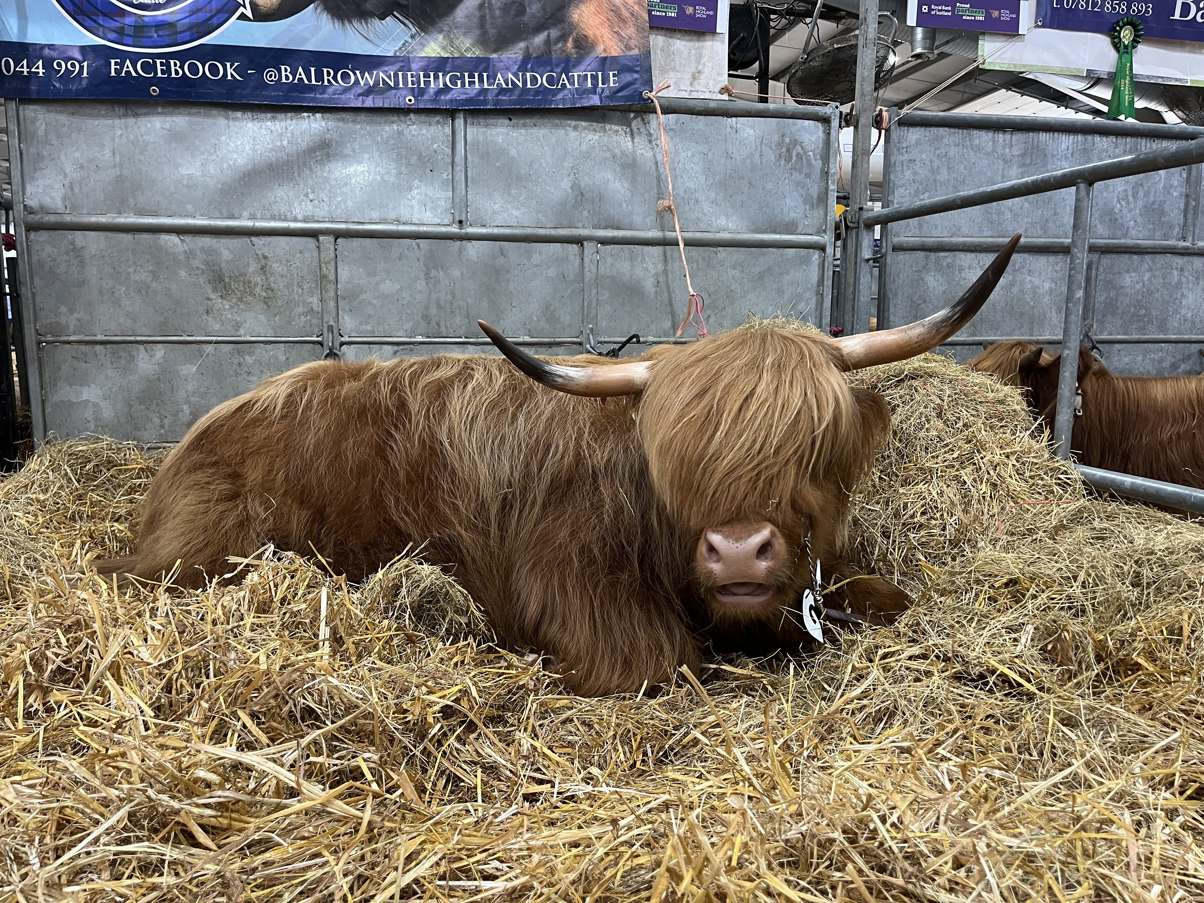cow