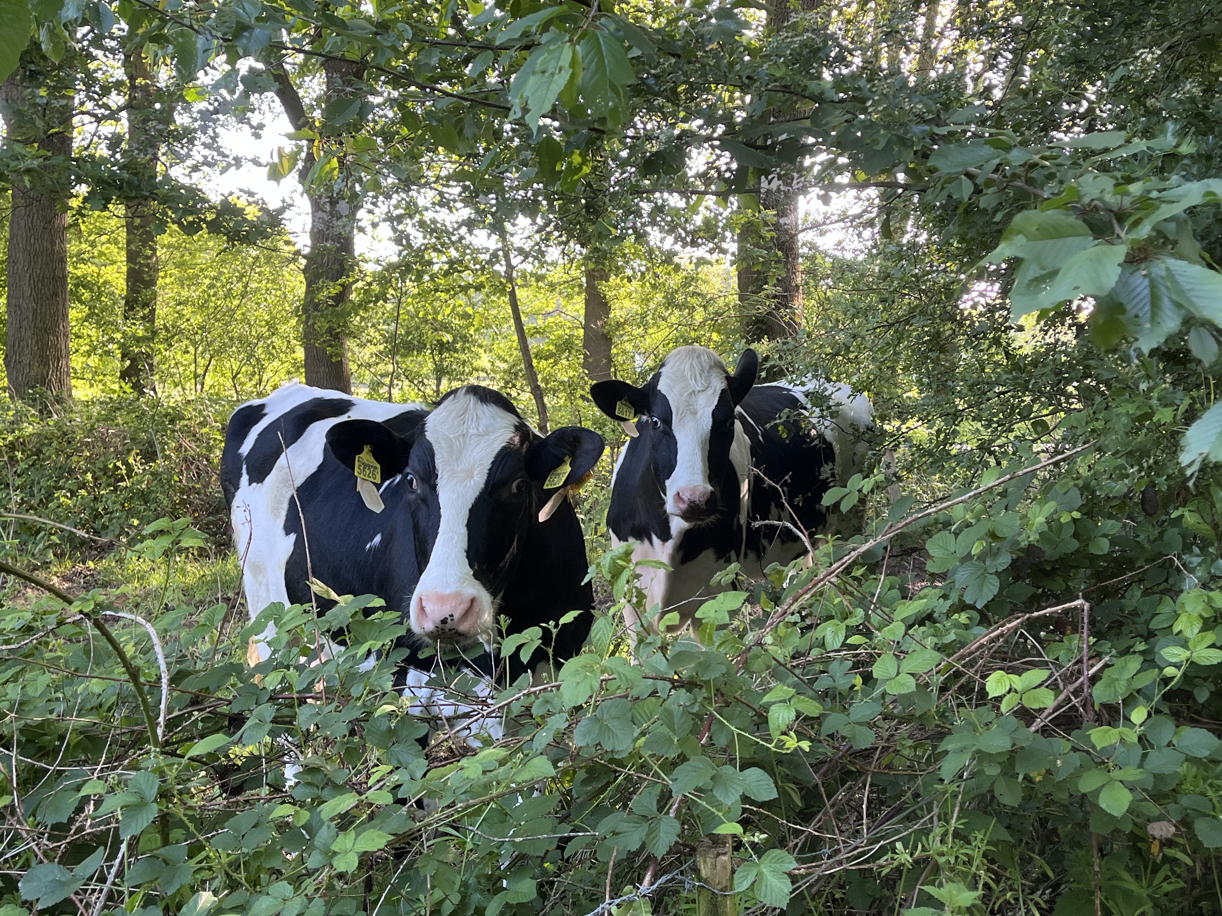 A cow standing in the field at Botersnijdersven