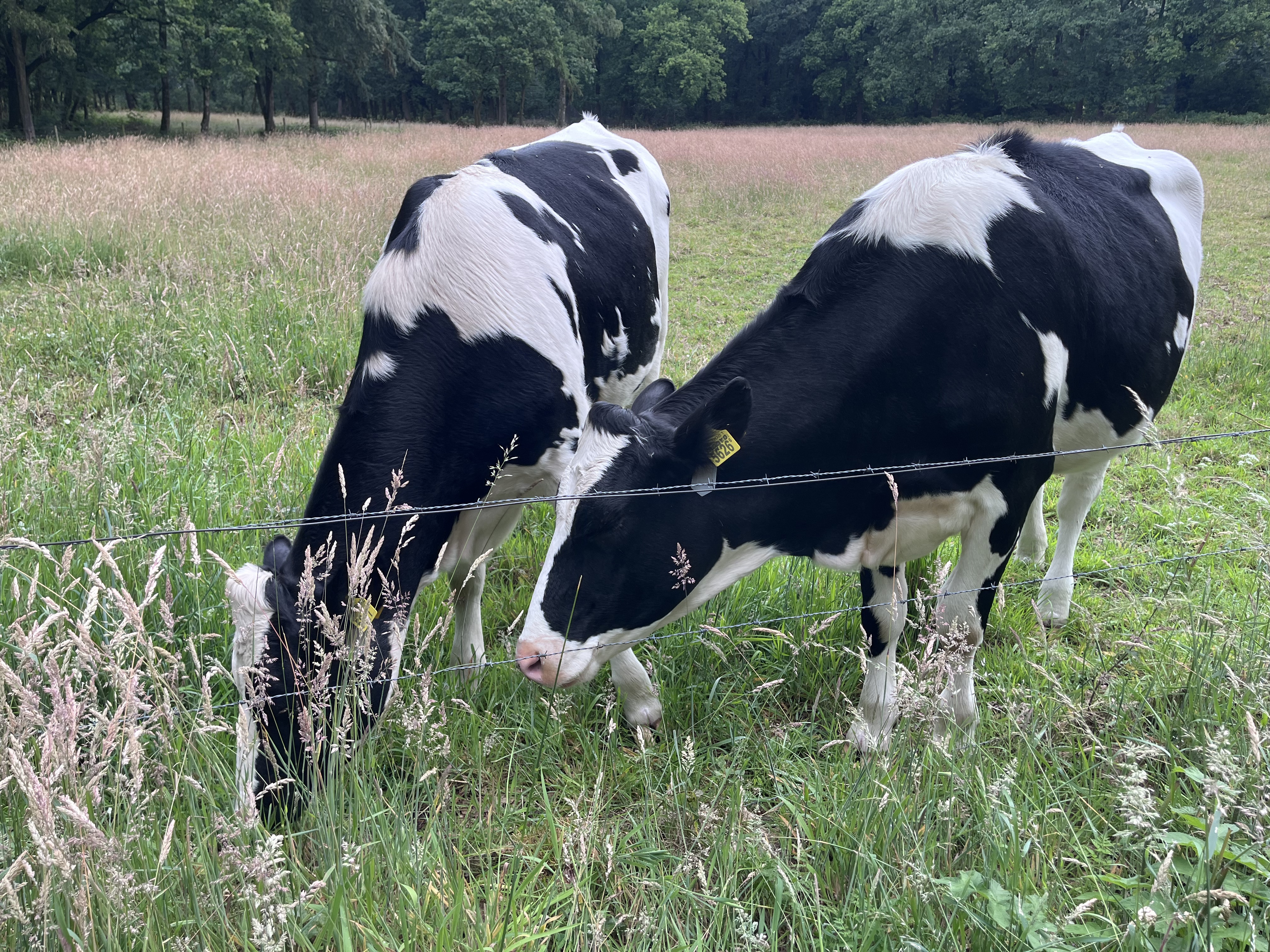 Another cow standing nearby at Botersnijdersven